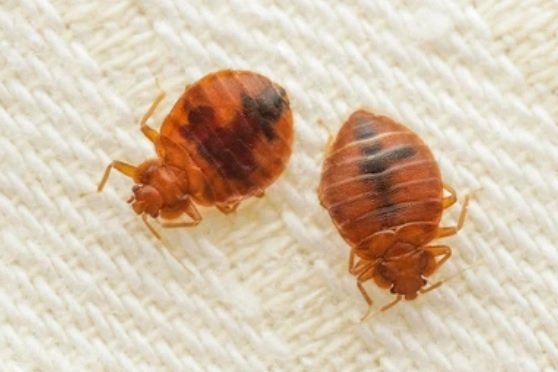 Getting Rid of Bed Bugs