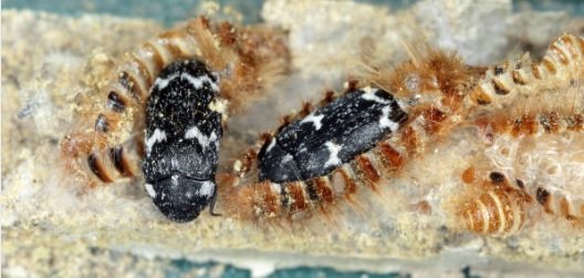 How to Get Rid of Carpet Beetles